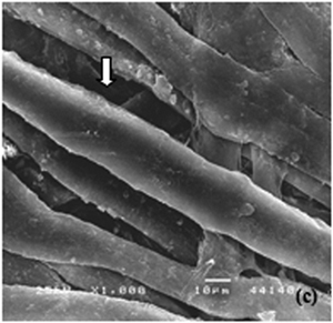 SEM image of paper