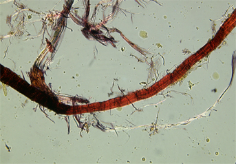 Ramie fibre stained with Herzberg observed in polarized light in magnification 300x.