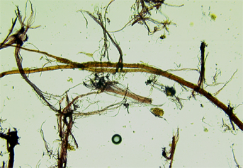 Jute (?) fibres stained yellow with Herzberg observed in polarized light in magnification 150x.