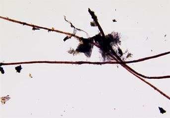 Paper mulberry fibres stained with Herzberg observed in polarized light in magnification 150x.