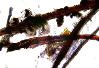 Paper mulberry fibres stained with Herzberg observed in polarized light in magnification 600x.