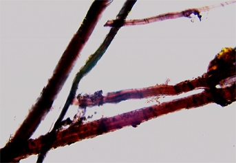 Paper mulberry fibres stained with Herzberg observed in polarized light in magnification 600x. (Hemp addition is possible).