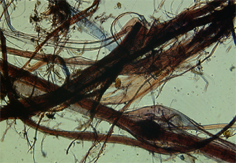 Paper mulberry and ramie (?) fibres stained with Herzberg observed in polarized light in magnification 600x.