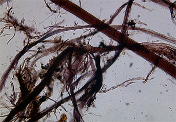 Paper mulberry and ramie (?) fibres stained with Herzberg observed in polarized light in magnification 300x.