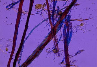 Ramie fibres stained with Herzberg observed in polarized light in magnification 300x.