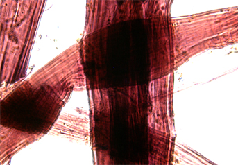 Ramie fibres stained with Herzberg in magnification 1200x.