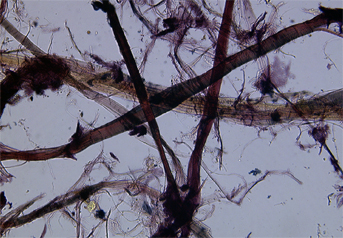 Ramie fibres stained with Herzberg observed in polarized light in magnification 300x.