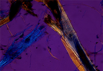 Ramie fibres observed in polarized light in magnification 600x.